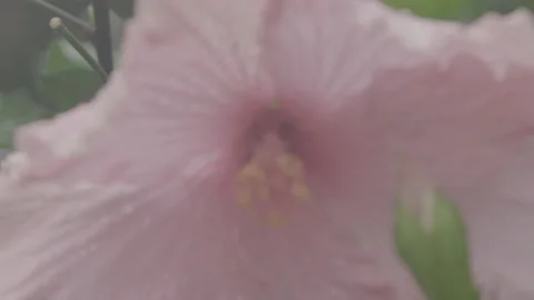 Close Up Of The Inside Of A Flower - No LUT Version Stock Footage 221876496