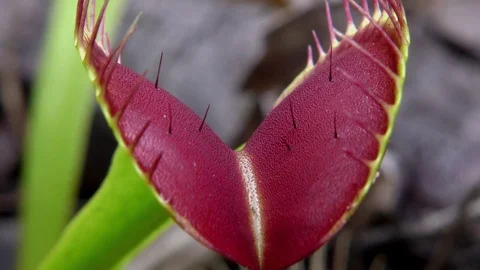 Close up of inside of open Venus Flytrap leaf with trigger hairs, N Carolina USA Stock Footage 76919781