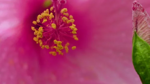 Close Up Of Inside A Pink Flower Stock Footage 221832468