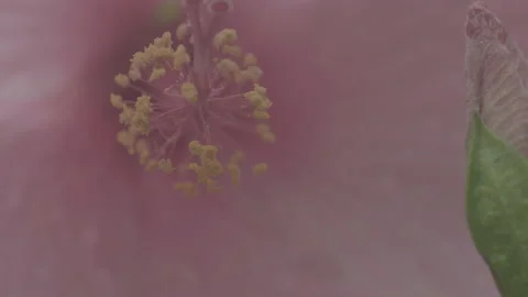 Close Up Of Inside A Pink Flower - No LUT Version Stock Footage 221835531