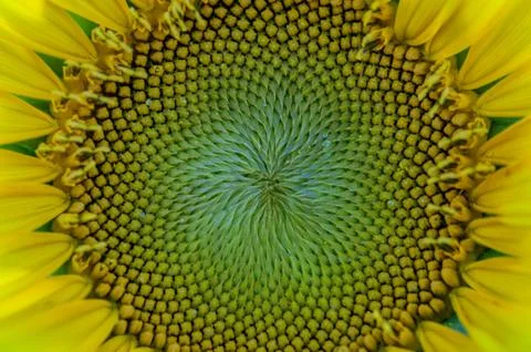 Close up of the Inside of a Sunflower Stock Photos