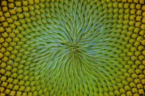 Close up of the Inside of a Sunflower Stock Photos