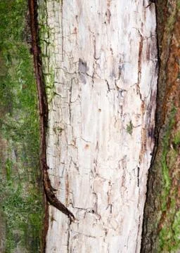 Close up of inside of tree rough weathered bark texture Stock Photos
