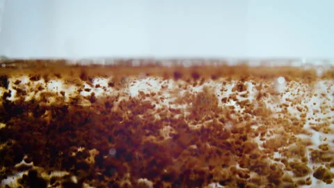 Close-up of instant coffee being poured into a glass of hot water Stock Footage 160684495