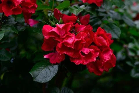 Close up of intense scarlet red robusta hybrid rugosa rose flower cluster w.. Stock Photos
