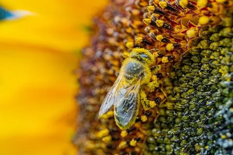 Close-up interaction between a bee and sunflower, with bee partially spread w Stock Photos