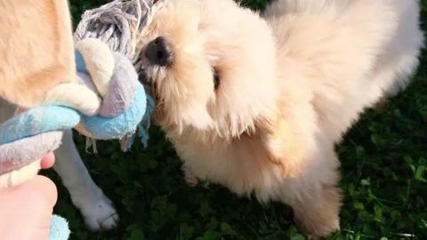 Close-Up Interaction of Two Dogs Playing Tug of War Stock Footage 319986818