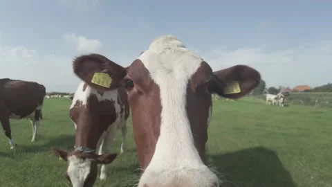 Close up of a interested cow Stock Footage 161458544