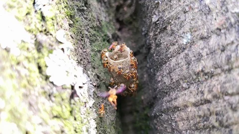 Close up of interesting eusocial community winged insects bees Stock Footage 98665014