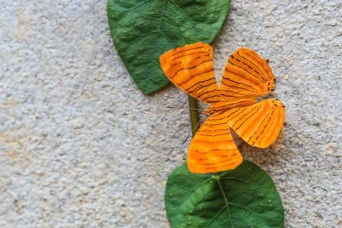 Close up of Intermediate Maplet (Chersonesia intermedia rahrioides) butterfly Stock Photos