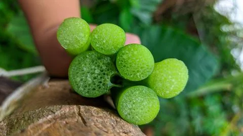 Close-up of the internal texture of a taro leaf stalk Stock Photos