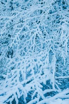 Close up of intertwined tree branches covered in snow Stock Photos