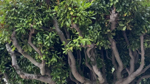 Close-Up of Intertwined Tree Branches with Lush Leaves Stock Footage 276345697