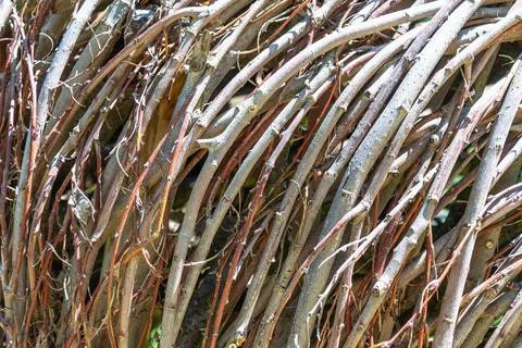 Close-up of interwoven tree branches in natural setting Stock Photos