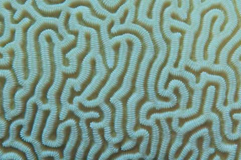 Close-up of the intricate pattern of a brain-coral. 库存照片