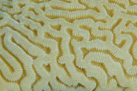 Close-up of the intricate pattern of a brain-coral. Stock Photos