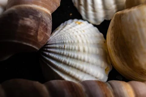 Close-up of intricate shell details highlighting textures against a dark Stock Photos