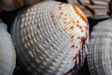 Close-up of intricate shell textures showcasing natural patterns and colors 写真素材