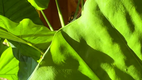 CLOSE UP: Intricate silky webbing and parasitic colony of spider mites at work Vidéo 331223667