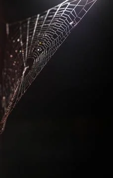 Close up of intricate spider web illuminated beneath outdoor lamp with dark.. Stock Photos