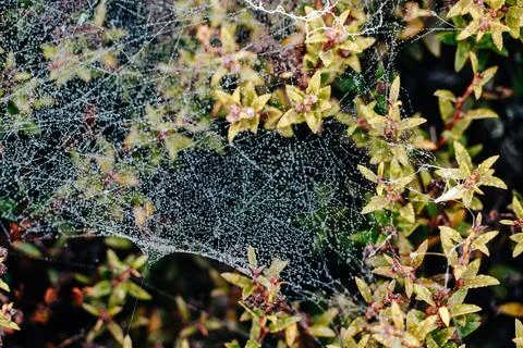 Close Up of an Intricate Spider Web Weaved through a Bush with frost Stock Photos