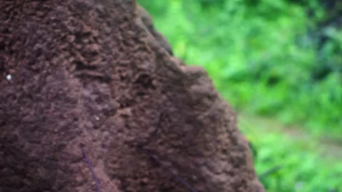 Close-up of intricate tree roots in Dandeli's lush Western Ghats, Karnataka.. Stock Footage 341349876