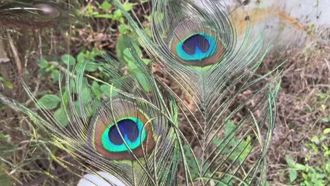 Close-Up of Iridescent Peacock Feather Texture and Eye Pattern Stock Footage 319767584