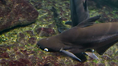 Close up of Iridescent shark Stock Footage 234145709