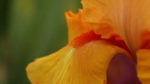 Close up Iris 02 動画素材 35656888