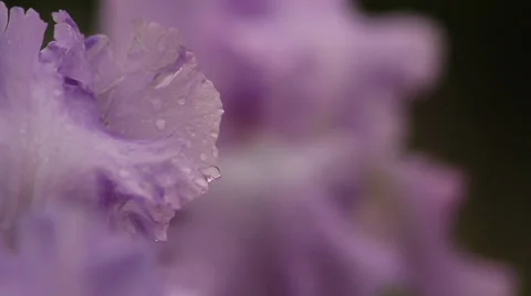Close up Iris 03 Stock Footage 35656778