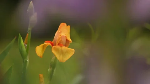 Close up Iris 04 Stock Footage 35656756