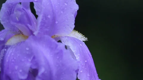 Close up Iris 05 Stock Footage 35656686