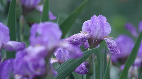 Close up Iris 06 Stock Footage 35656585