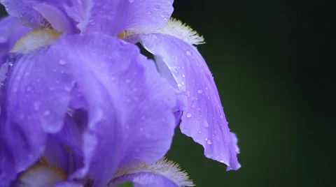 Close up Iris 07 Stock Footage 35656575