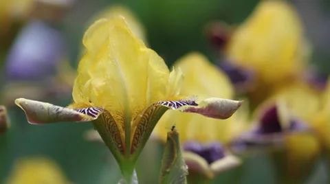 Close up Iris 08 Stock Footage 35656567