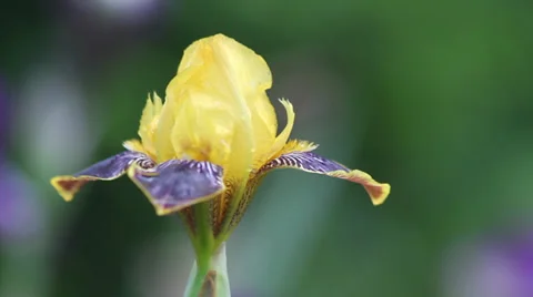Close up Iris 09 Stock Footage 35656517