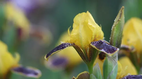 Close up Iris 10 Stock Footage 35656369