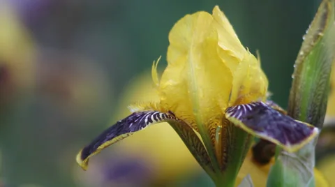 Close up Iris 12 Stock Footage 35656279