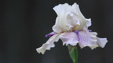 Close up Iris 13 Stock Footage 35656262