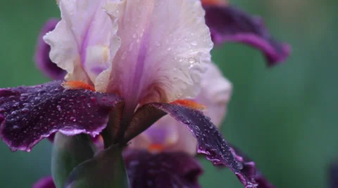 Close up Iris 14 動画素材 35656236