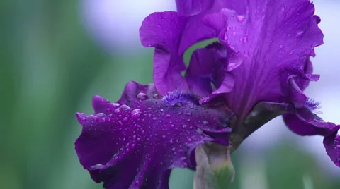 Close up Iris 15 Stock Footage 35656230