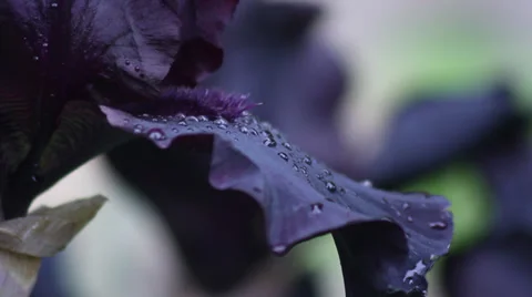 Close up Iris 16 動画素材 35656097