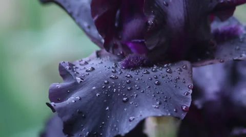 Close up Iris 17 Stock Footage 35656083