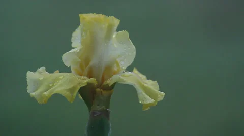 Close up Iris 18 Stock Footage 35655996