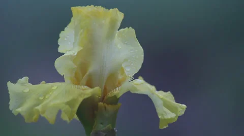 Close up Iris 19 動画素材 35655914