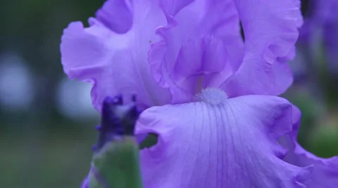 Close up Iris 20 Stock Footage 35655907