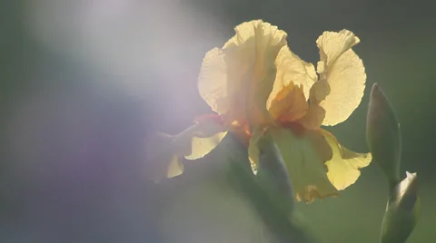 Close up Iris 21 Stock Footage 35655837