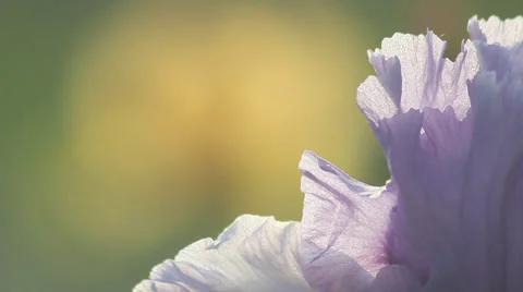 Close up Iris 22 Stock Footage 35655775