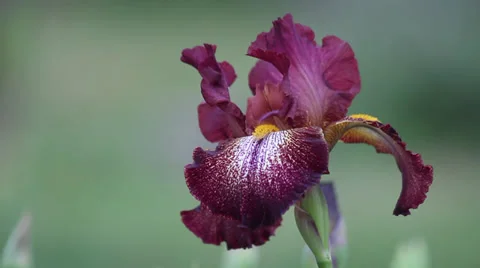 Close up Iris 23 Stock Footage 35655760