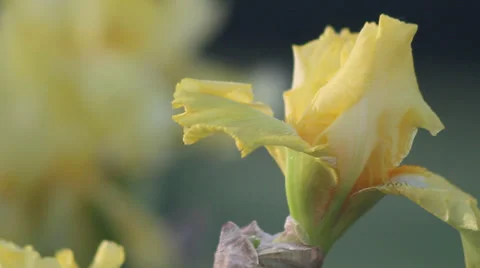 Close up Iris 24 Stock Footage 35655607